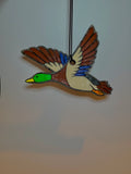 Mallard Duck